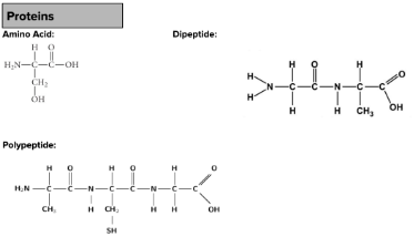 <p>Contains: Carbon, Hydrogen, Oxygen and Nitrogen. Defining feature: Contains N but no P (Usually). One amino side (H2N) and one carboxyl side (-COOH).</p><p>Monomer: Amino Acid</p>