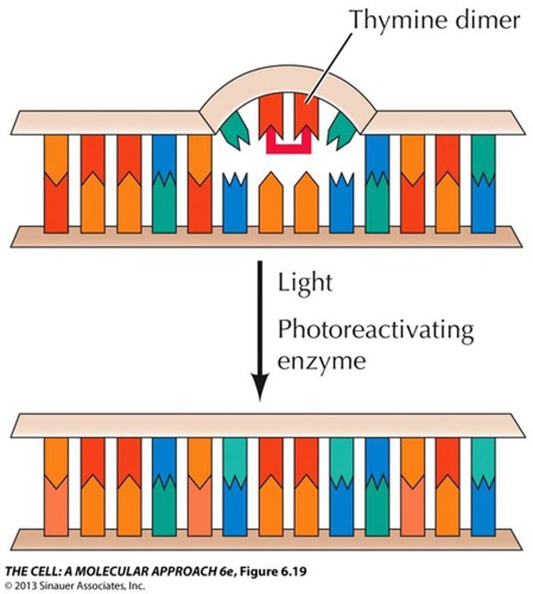 <p>The question "What if soon after UV treatment the bacteria can repair T-T dimers?"...directly refers to which specific repair mechanism?</p>