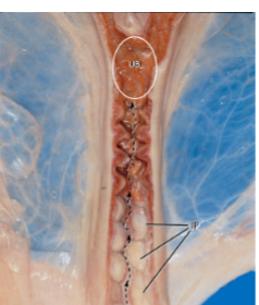 <p>what species cervix is this</p>
