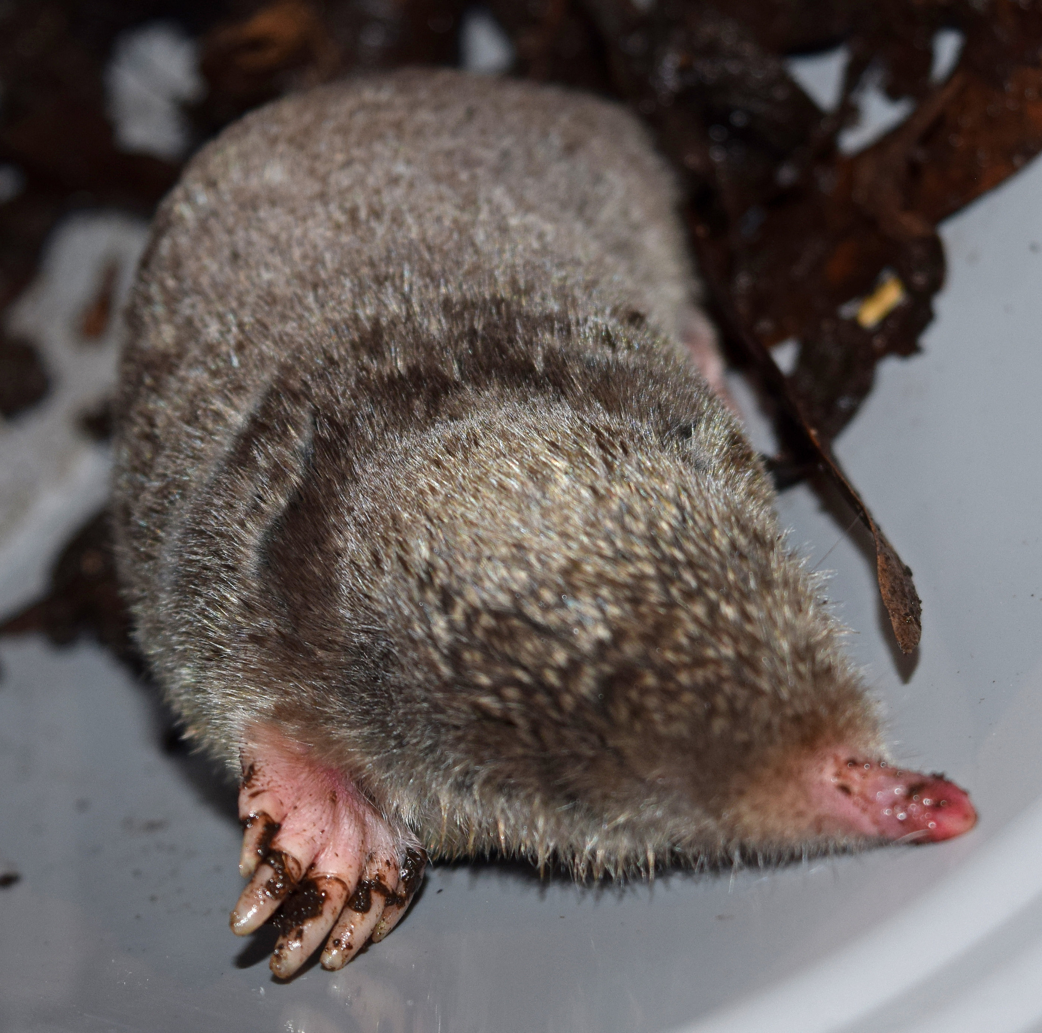 <p>Scalopus aquaticus </p>