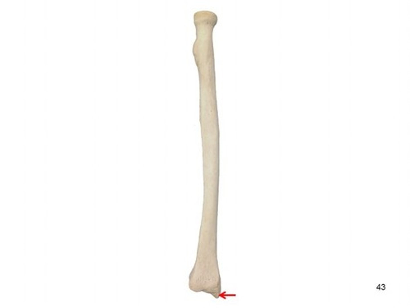 <p>projection</p><p>longer bump</p><p>bump under thumb</p>