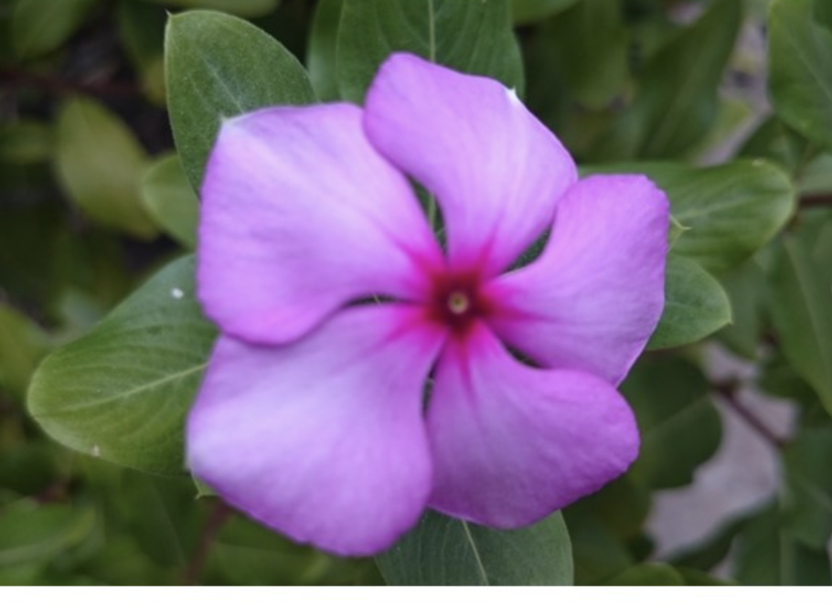 <p><span>What class of Anthophyta does the flower belong to?</span></p>