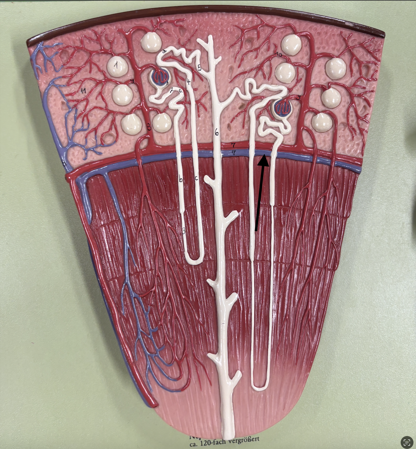 <p>what structure is the arrow pointing to? </p>