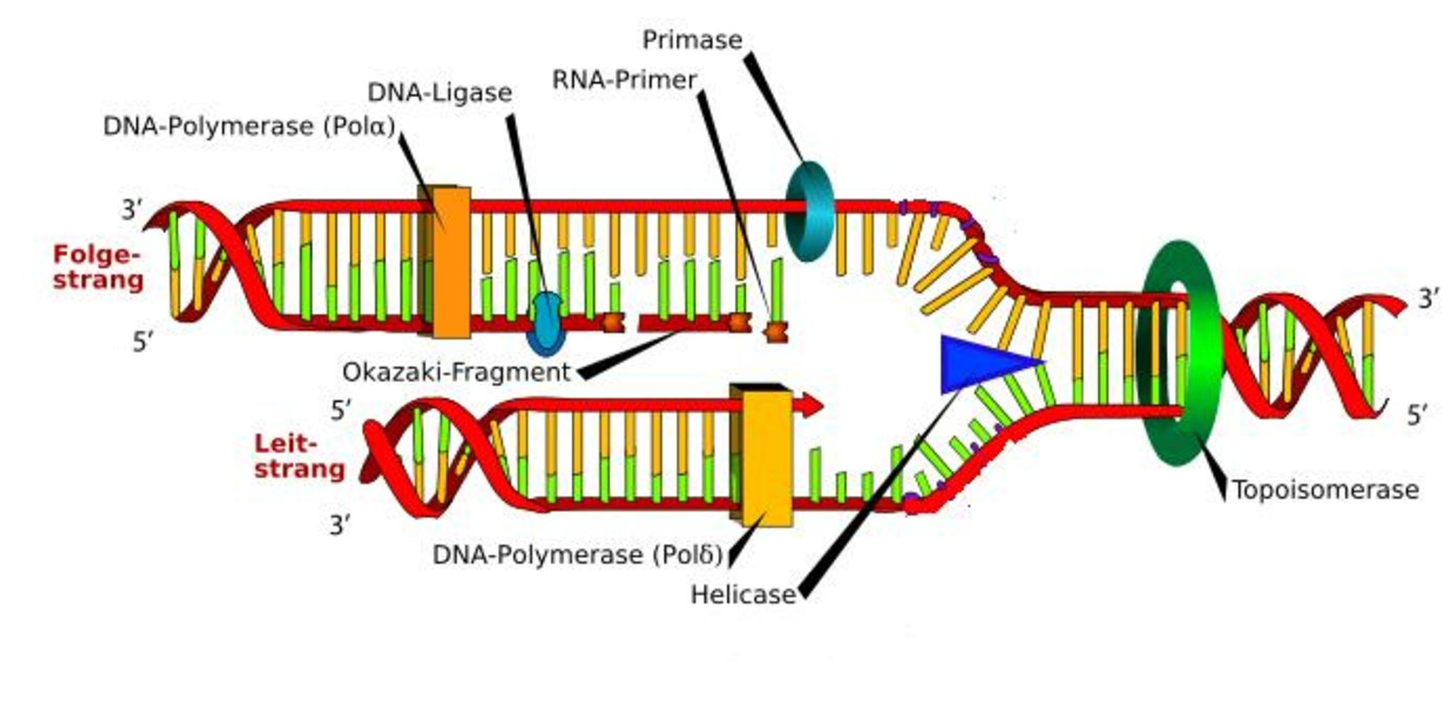 (aka RNA polymerase) 

\
synthesizes RNA primer