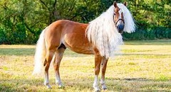 What horse breed?