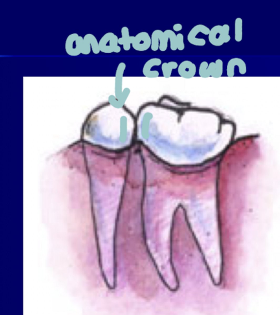 <p>Covered by enamel</p>