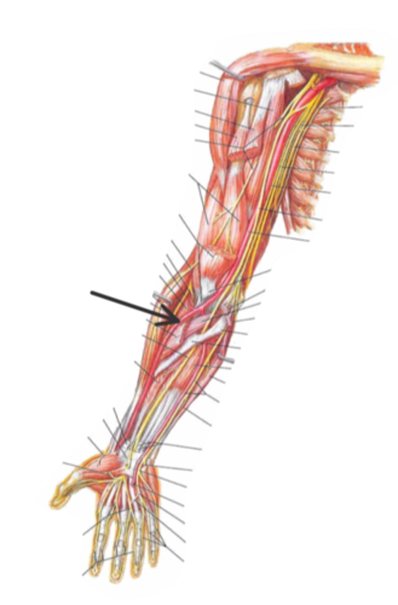 <p>identify the structure(s) indicated by the arrow</p>