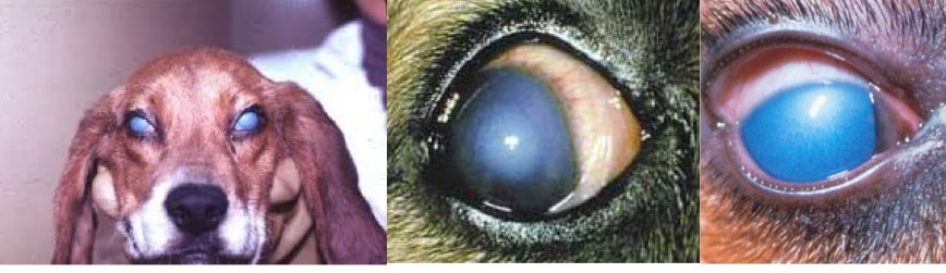 <p>blue eye symptoms</p>