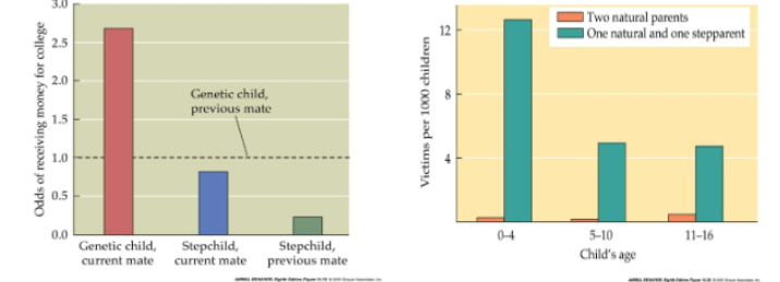 <ul><li><p><strong>HUMAN MIND + BEHAVIOR SHAPED BY NATURAL SELECTION</strong></p></li><li><p>Evolution favors ensuring survival and reproduction of genetically related offspring (Inclusive Fitness).</p></li><li><p>The phenomenon of favoritism for genetically related children and higher incidence of mistreatment by stepparents than by biological parents.</p></li></ul><p></p>