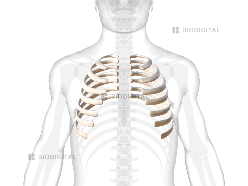 <p>What type of ribs are 1-7?</p>