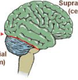 <p>superficial gray matter consisting of folds called folia separated by shallow sulci (grooves)</p>