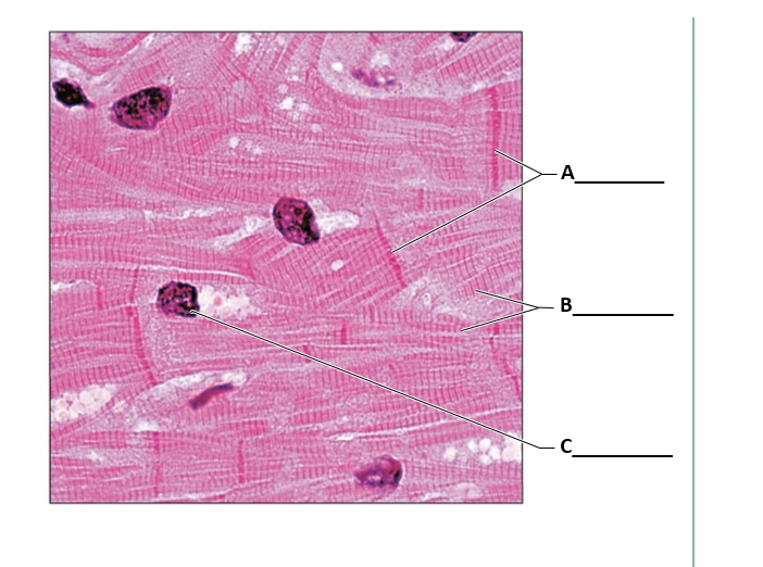 <p>name the tissue</p>