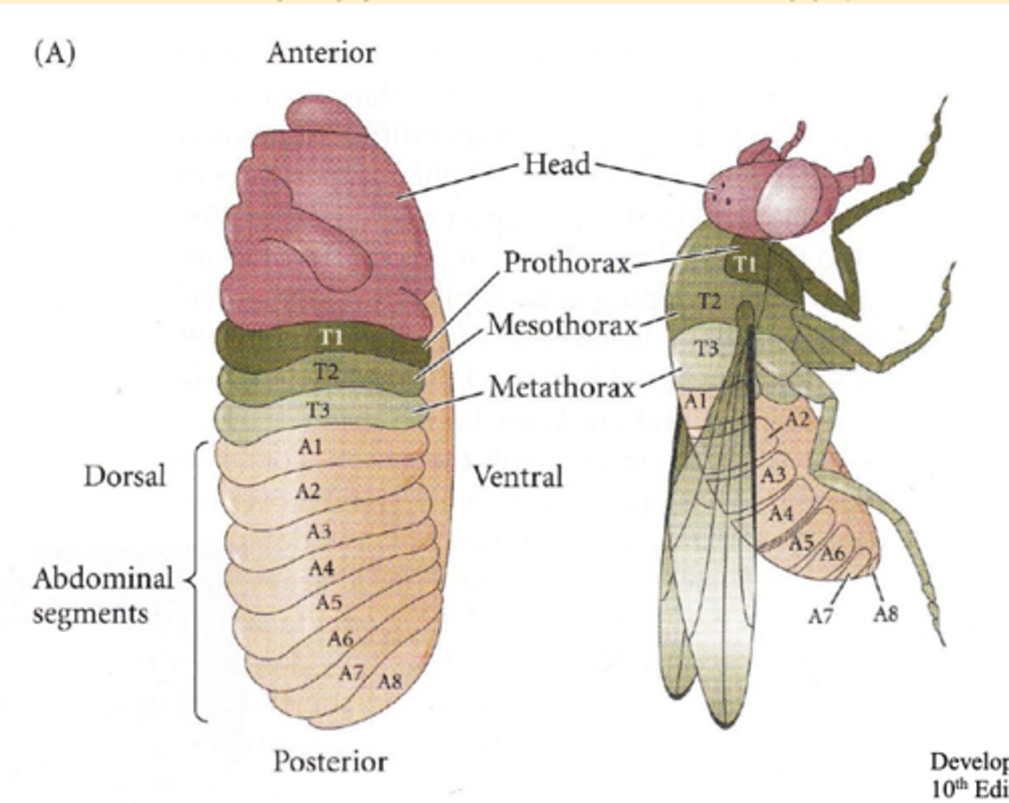 <p>process that divides the body into duplicated sections; segment = metamere</p>