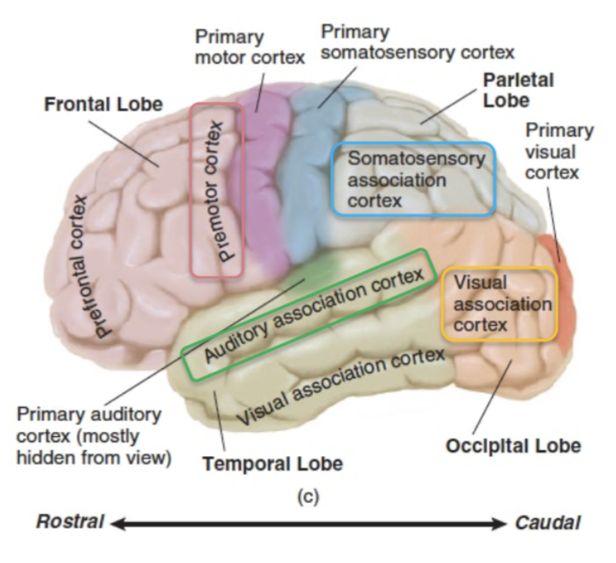 <p>→ specific area where a sense’s perception takes and memories are stored, adjacent to every primary cortical (sensory) area</p><p>(ex. Premotor cortex is adjacent to primary motor cortex)</p><ul><li><p>1 per sensory system</p></li></ul><p></p>