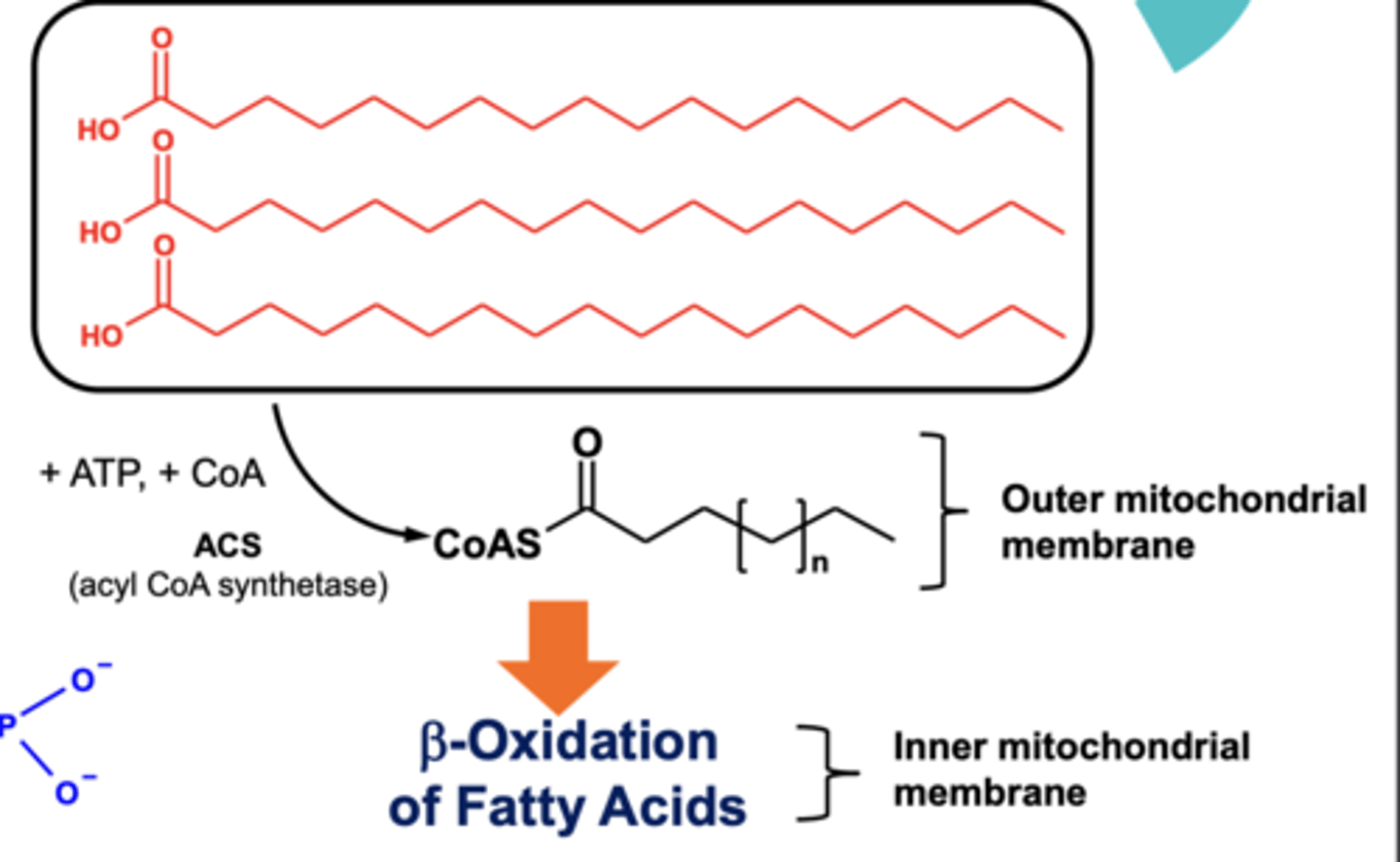<p>- TAGs are broken down into fatty acids and glycerol.</p><p>- The fatty acids are combined with CoA, using energy from ATP) in the outer mitochondrial membrane to produce a thioester.</p><p>- The thioester can now be oxidised in inner mitochondrial membrane via β-oxidation to produce ATP.</p>