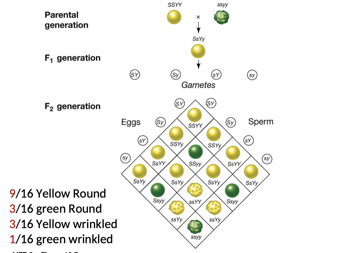 <ul><li><p>Used to find if colour is linked to roundness</p></li><li><p>Result: They assorted independently, which further supported his idea that heredity consisted of discrete units that moved into the gametes independently</p></li></ul>