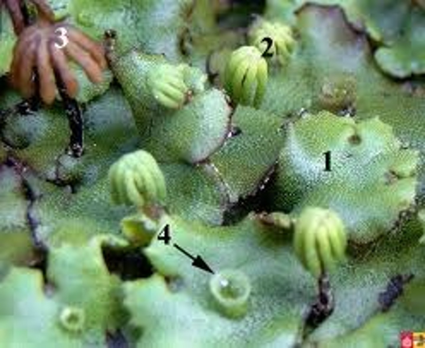 <p>from liverworts- 1 circled leaf on bigger leaf</p>