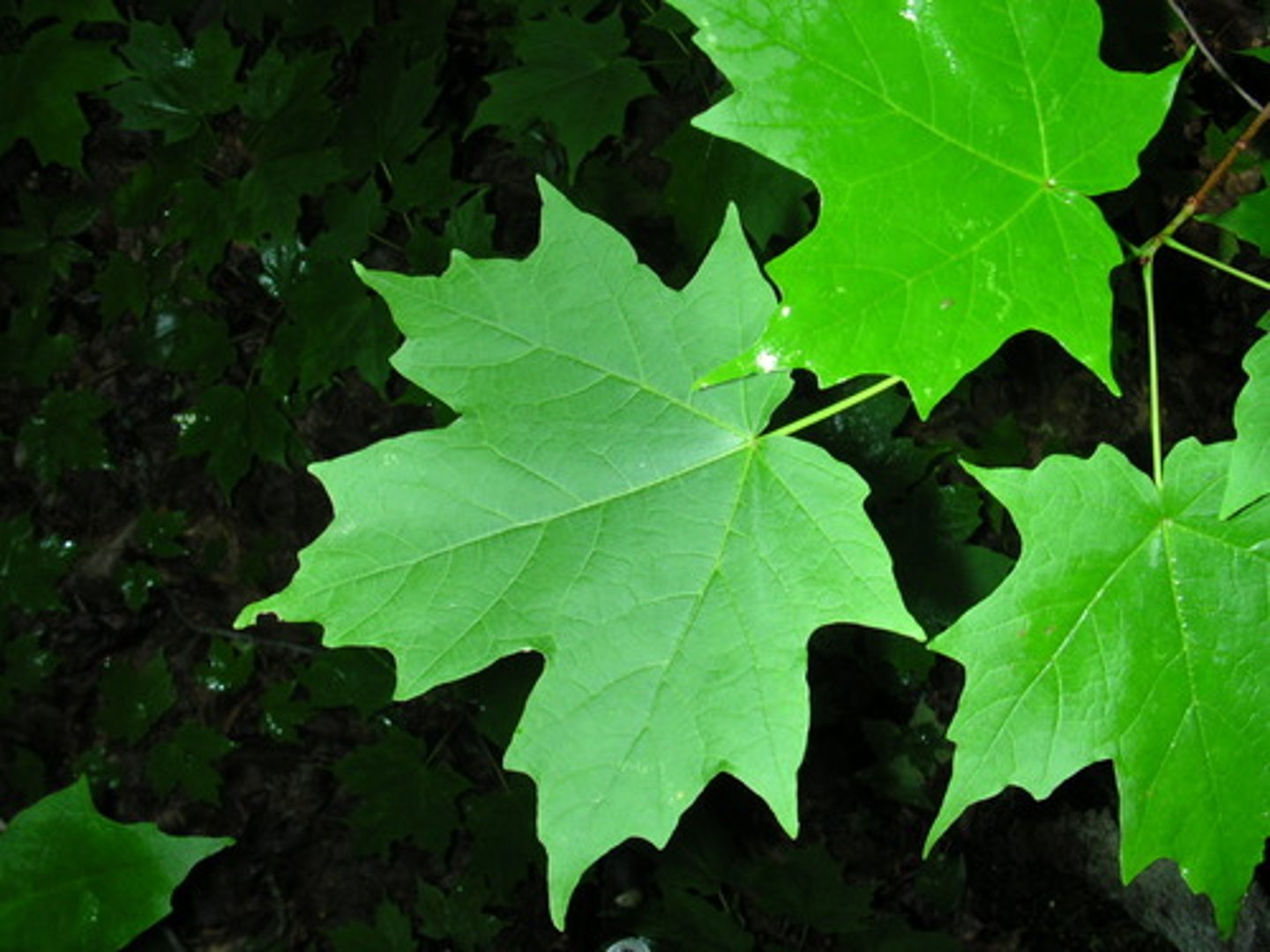 <p>Leaves opposite, simple, with 5 lobes and smooth U-shaped sinuses; bark gray and shaggy with age; campus.</p>