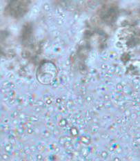 <p>Professor: Dr. Glena Fe A. Yapchulay-Alcabasa</p>