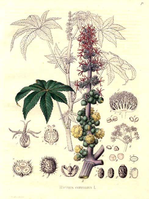 <p>a very common house plant that contains ricin, one of the most potent compounds that contains a very toxic protein</p><p>oil was used a purgative; it didn’t contain the protein</p><p>seed has a tough protective coat</p><p>ricin is a lectin or toxalbumin, which causes blood cells to aggregate and cause severe problems</p>