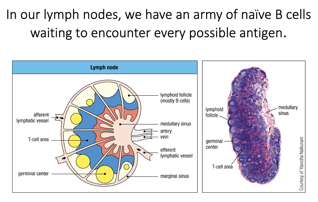 <ul><li><p>Lymph nodes contain an <strong>army of naïve B cells</strong>—not yet activated and not secreting antibody.</p></li><li><p>Their job is to <strong>wait for any potential antigen</strong> they might recognize.</p></li><li><p>They reside in <strong>B-cell follicles</strong> at the <strong>outer (peripheral) regions</strong> of the lymph node.</p></li></ul><p></p>
