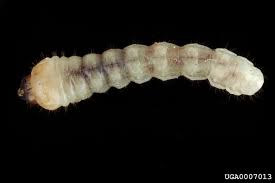 <p>Pale, partly translucent, no legs, segmented body, head looks like part of their body, little baby antennae</p>