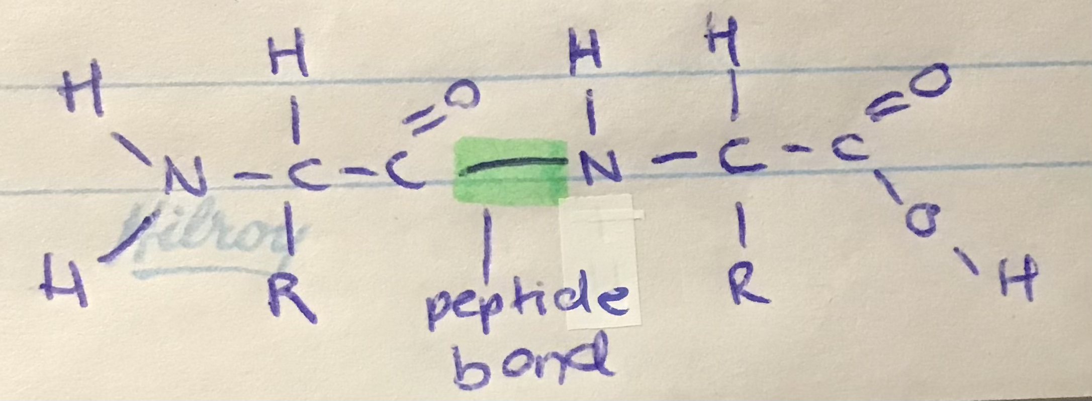 two amino acids joined together through dehydration synthesis