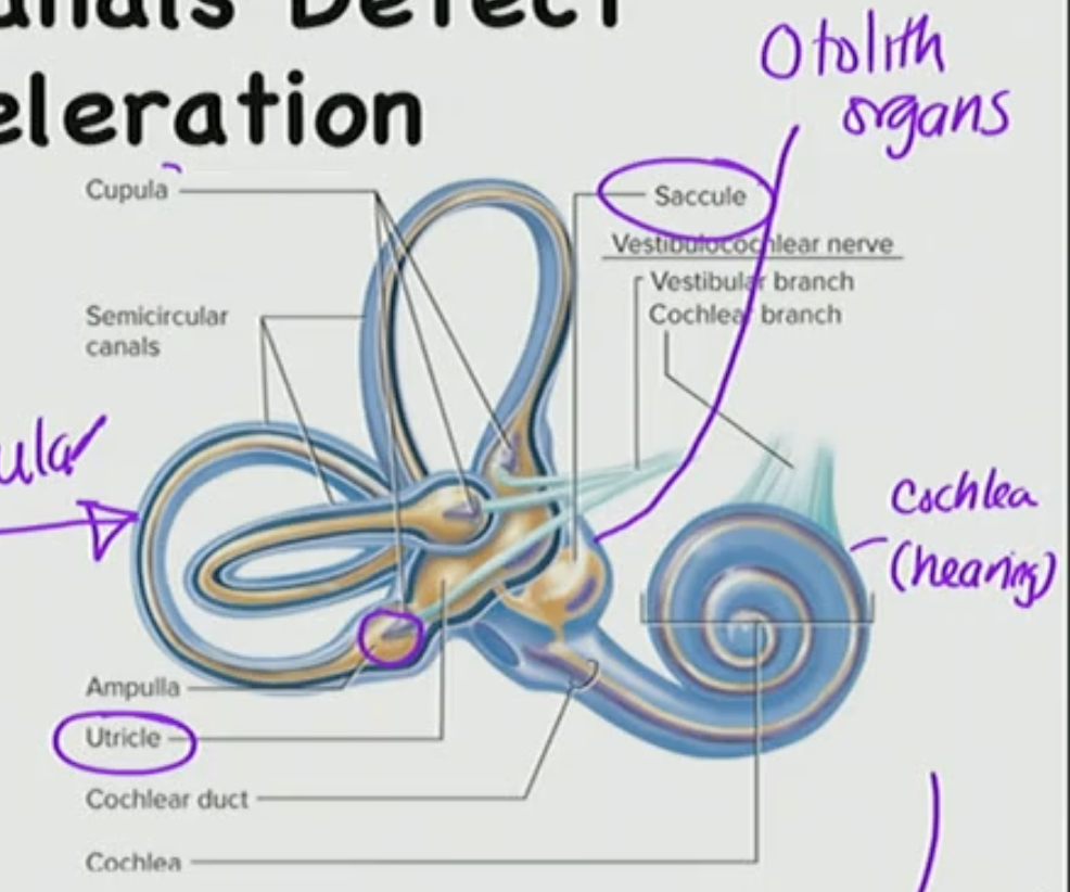 <p>Otolith</p>