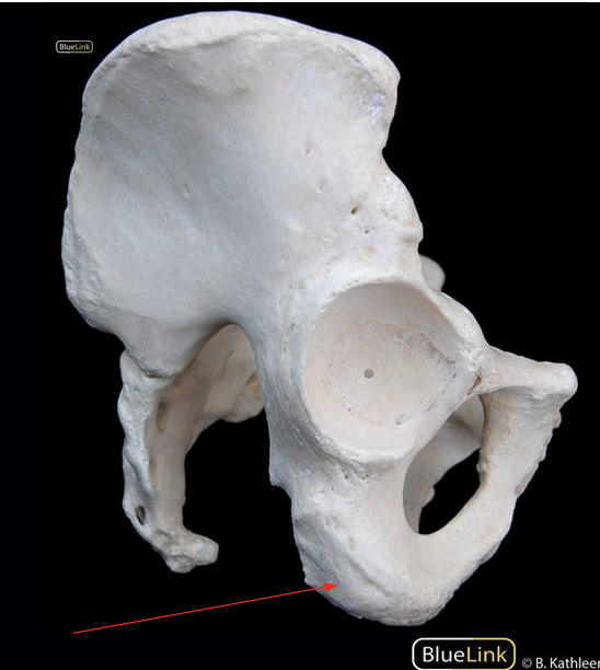 <p>ID Structure</p>