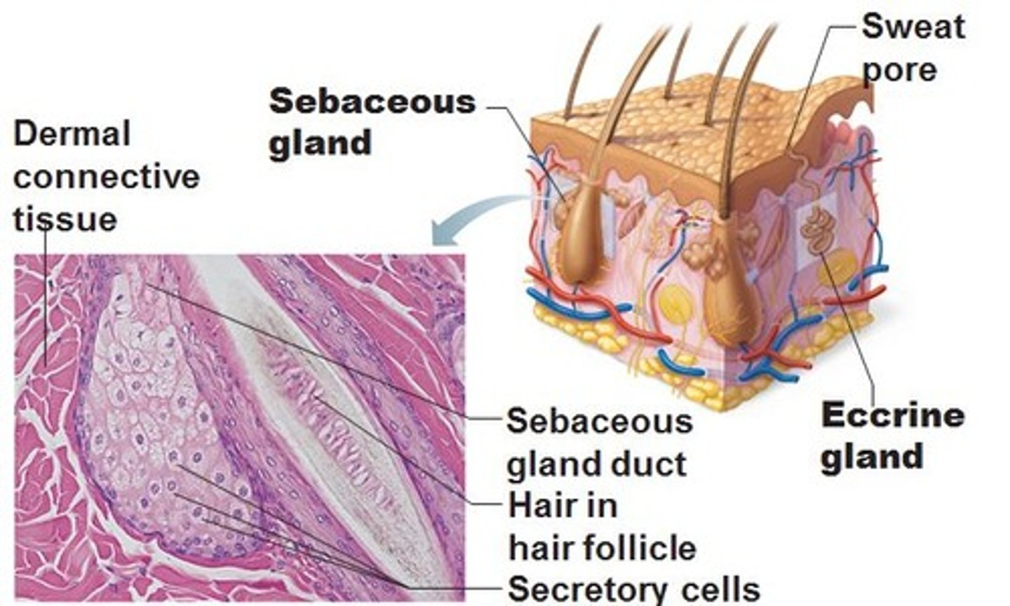 <p>Simple branched alveolar glands that are found all over the body except in the thick skin of palms and soles. Small on body trunk and limbs but large on face neck and upper chest. Secrete oily substance called sebum. Most develop from hair follicles, Become active at puberty.</p>