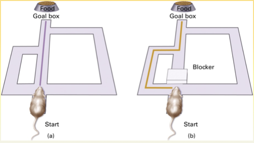 <ul><li><p>Father of cognitive psych</p></li><li><p>to understand behavior have to take into account purpose &amp; plan of behavior</p></li><li><p>all behavior directed towards a goal (not just reactions to environmental stimuli)</p></li><li><p>research showed stimulus to response misses something important&nbsp;</p></li><li><p>rats trained on a maze can find novel ways to the goal (food) when encountering an obstacle&nbsp;</p></li><li><p>since route was novel, could have been no prior association between stimulus (food) &amp; response (novel route)</p><ul><li><p>rat wants something (food)</p></li><li><p>rat makes cognitive map (mental layout) of maze</p></li></ul></li><li><p>cognitive map = type of mental representation serves an individual to acquire, code, store, recall, &amp; decode information about relative locations &amp; attributes of phenomena in everyday or metaphorical spatial environment</p></li><li><p>cognition involved in behavior </p></li><li><p>rats wanted something —&gt; make cognitive map</p></li><li><p>motivated to show what was learned&nbsp;</p></li></ul><p></p>