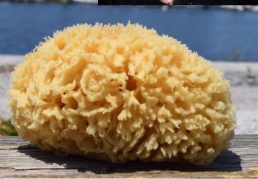 <p>Identify the pictured organism</p>
