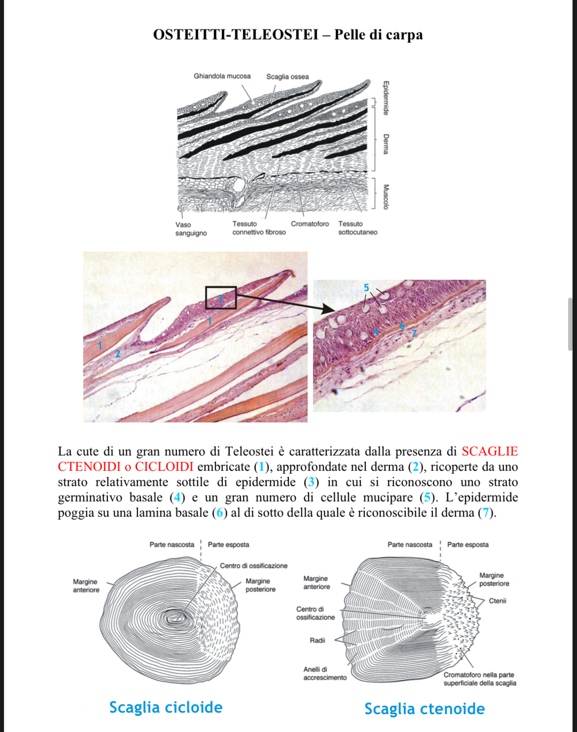 <p>Scaglia cicloide</p>
