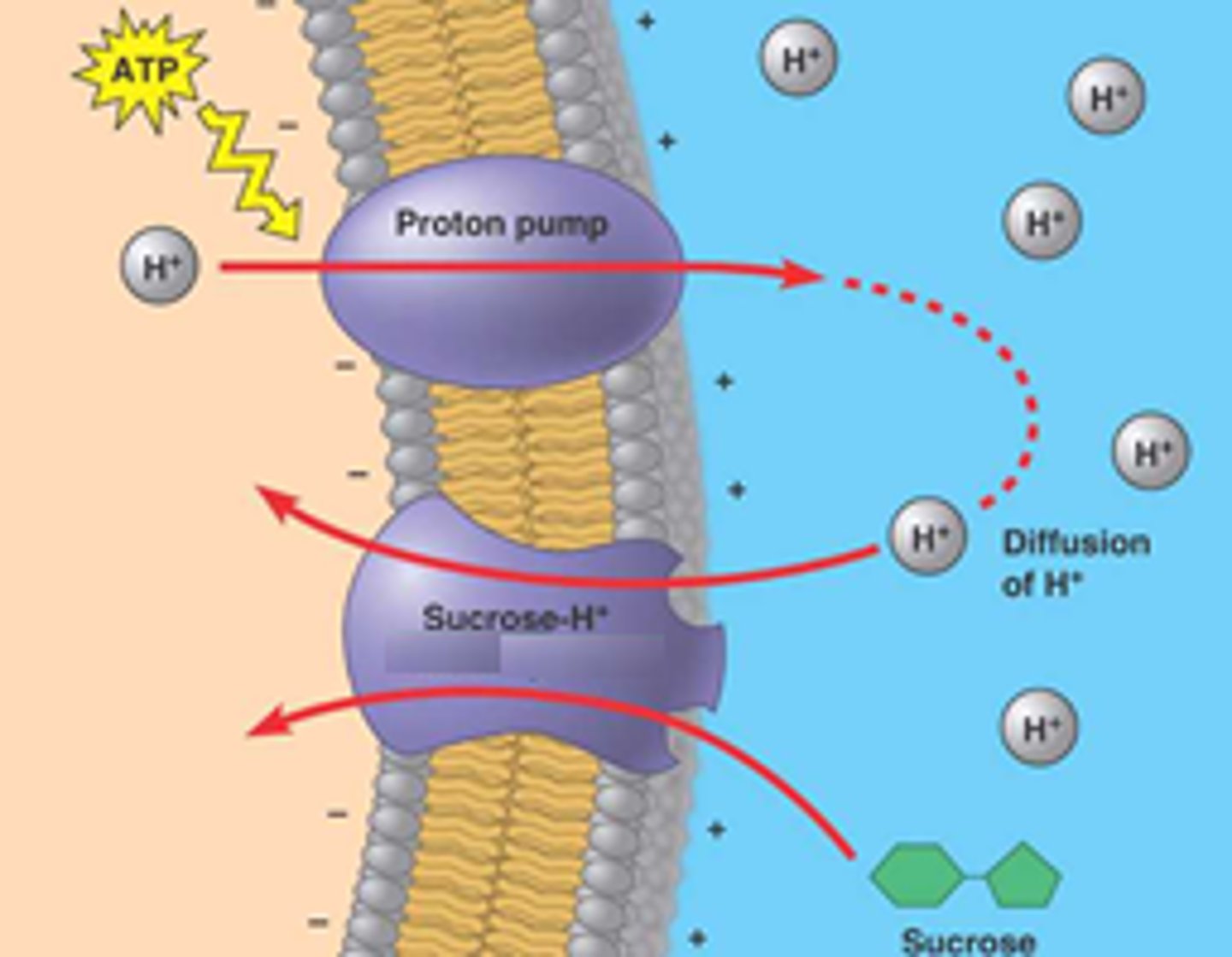<p>Co-transport uses 2 molecules - 1 going along the conc gradient to move the other molecule going against the conc gradient where as active transport only needs 1.<br><br>In co-transport both the molecules bind to a co -transporter which is a type of carrier protein causing it to change its shape releasing the molecules on the other side of the membrane.</p>