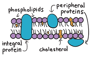 <p><span>Very hydrophobic or hydrophilic ; takes up space or less space  and adds or removers to the density</span></p>