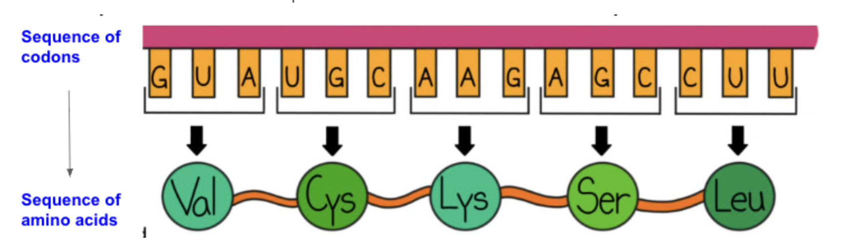 <ul><li><p><span style="font-family: &quot;Proxima Nova&quot;, sans-serif">The set of bases in a gene make up the code for that gene.&nbsp;</span></p></li><li><p><span style="font-family: &quot;Proxima Nova&quot;, sans-serif">These are used to create an RNA molecule, made up of a sequence of codons.&nbsp;</span></p></li><li><p><span style="font-family: &quot;Proxima Nova&quot;, sans-serif">The codons that make up the RNA molecule determine the sequence of amino acids needed to build a protein.&nbsp;</span></p></li></ul><p></p>
