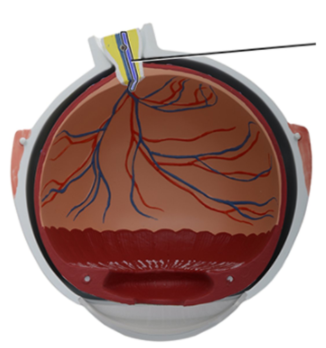 <p>Which structure is highlighted and indicated by the leader line?</p><p>a. Optic nerve (CN II)</p><p>b. Central artery of retina</p><p>c. Central vein of retina</p><p>d. Choroid</p><p>e. Optic disc</p><p>f. Retina</p>