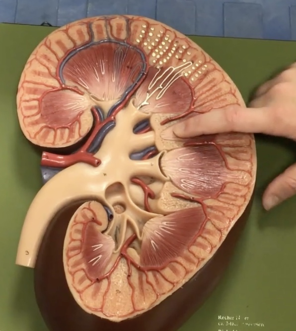 <p>Description: 8-10 cone-shaped masses that compose most of the medulla</p><p>Function: Contain collecting ducts that drain urine into the minor calyx</p>