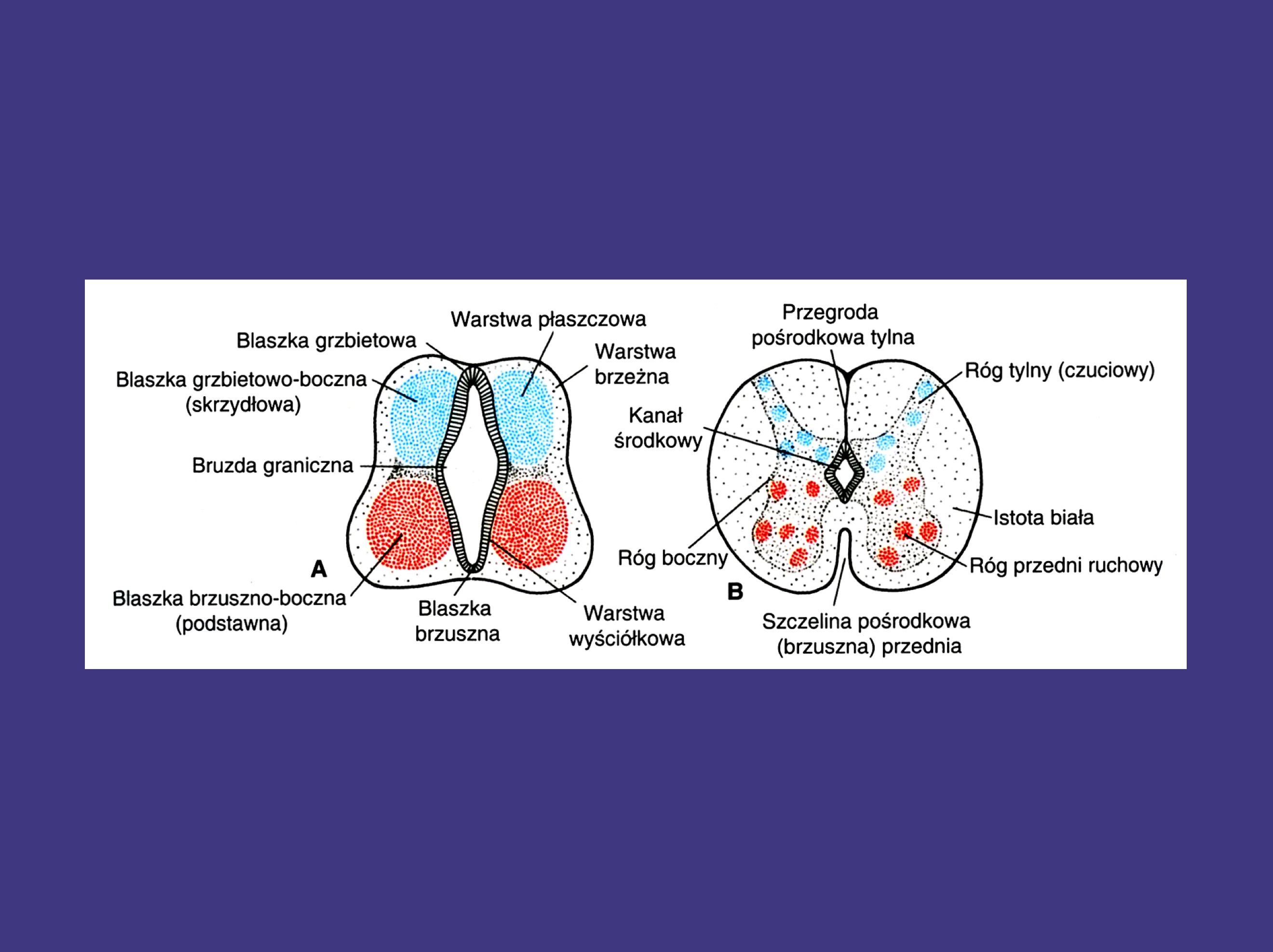 <ul><li><p>sznur-przednio-boczny z płyt skrzydłowych cewy nerwowej</p></li><li><p>sznur tylny z części neurytów zwoju międzykręgowego więc z grzebieni nerwowych</p></li></ul>