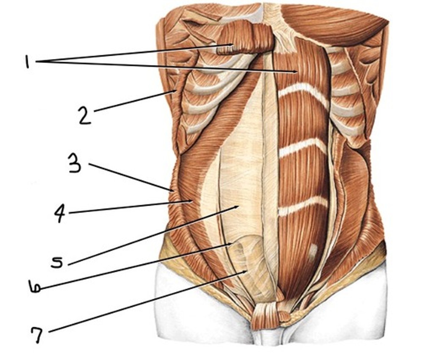 <p>what would have been at 2 (notice the origin at the superficial surface of lower ribs)</p>