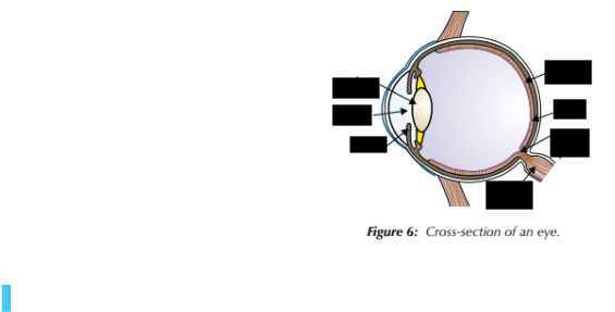 <p>label the eye</p>
