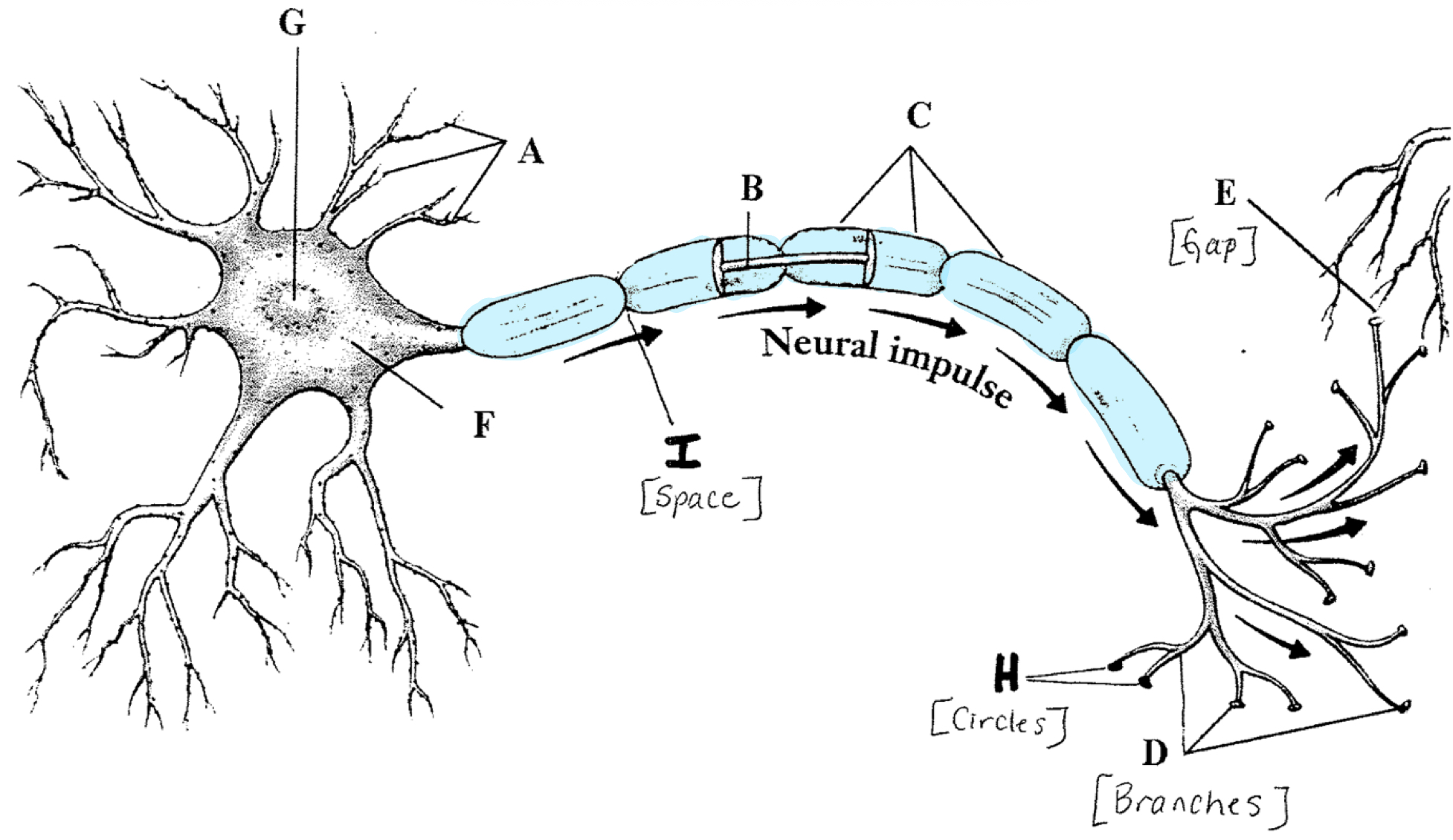 <p>Layer of fatty cells that protect the axon</p>