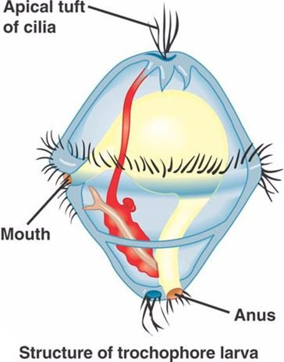 <p>Larva of Mollusks &amp; 1 Annelid Phylum</p><p>(Only Annelid = Polychaeta)</p>
