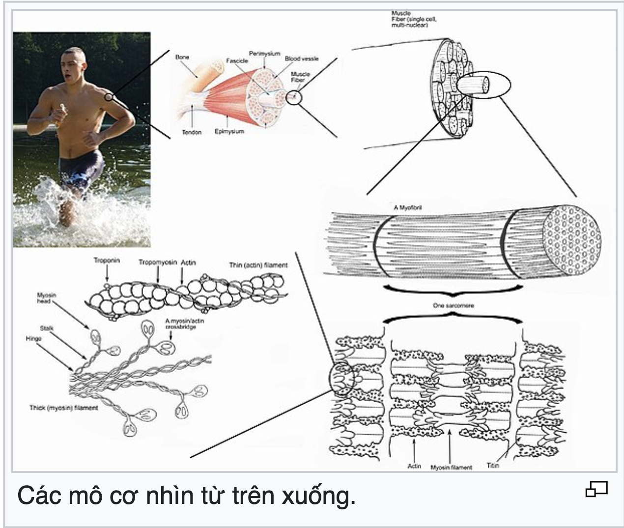 <p>Muscle (muscul- ; my-)</p>