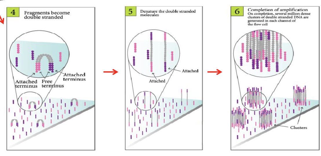 <ul><li><p>amplification proceeds in cycles, with one end of the DNA tethered to the surface</p></li><li><p>after several cycles, each amplified genomic fragment results in a cluster of fragments on the surface</p></li><li><p>each colony/spot represents a different PCR product, from a different fragment</p></li><li><p>we amplified everything to have enough fluorescence for a readout → can move onto sequencing step</p></li></ul><p></p>