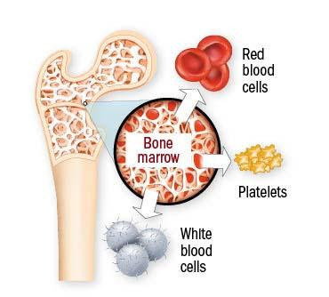 <p><span style="color: red"><strong>blood</strong></span></p><ul><li><p><span style="color: blue"><strong>red blood cells</strong></span></p></li><li><p><span style="color: blue"><strong>white blood cells</strong></span></p></li><li><p><span style="color: blue"><strong>platelets</strong></span></p></li></ul><p><span style="color: red"><strong>= hematopoiesis </strong></span></p><img src="https://lh7-rt.googleusercontent.com/docsz/AD_4nXfr953mjFKnuIHt3G0ywLADswIyaT06PAv94Nh-mJ3a9k5h7VOhCHR2boILd6V14_3YQr3iAePmg4c5REwbi3R-A-743qrTG_os9togiQK0sdr29a-HjSFhe_nmiTbmo39v4c2Rfg?key=X-mcL7cF3rR3Ea-ljLhXOFRU" data-width="100%" data-align="center" alt=""><p></p>