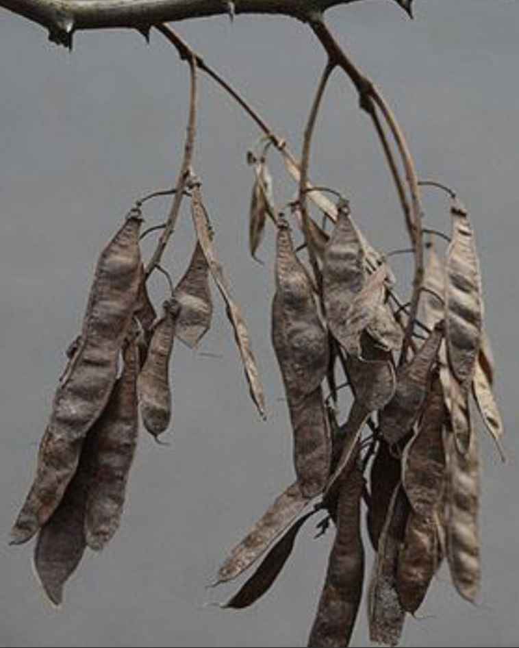 <p>pod, 2-4” long, smooth, green bean</p>