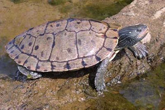 Graptemys geographica