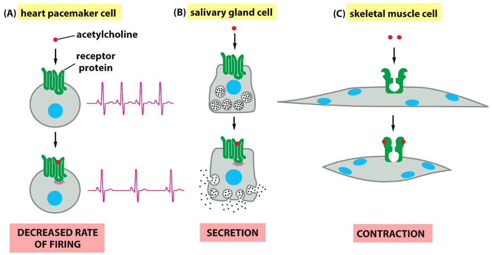 <ul><li><p><strong>(A) In a Heart Pacemaker Cell:</strong> When acetylcholine binds to its receptor, it causes a <strong>decreased rate of firing</strong>. This acts to slow down the heart rate.</p></li><li><p><strong>(B) In a Salivary Gland Cell:</strong> The same signal molecule binding to a receptor on this cell triggers <strong>secretion</strong>, causing the release of saliva.</p></li><li><p><strong>(C) In a Skeletal Muscle Cell:</strong> Acetylcholine binds to a different type of receptor, which acts as an ion channel. This binding causes the muscle cell to <strong>contract</strong>.</p></li></ul><p></p>