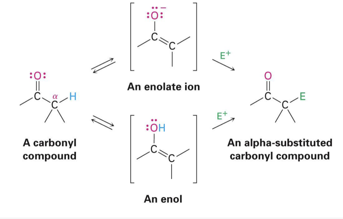 <p><span>an organic compound characterized by a carbon-carbon double bond (alkene) with a hydroxyl group (-OH) directly attached to one of the double bond's carbon atoms</span></p>